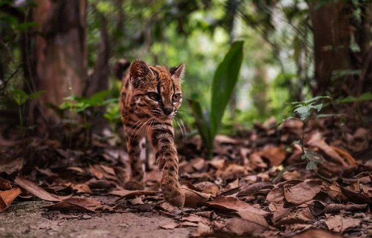 Los Yungas cuna del tilcayo un felino parecido a un gato doméstico, ubica a Bolivia en el mundo de la ciencia